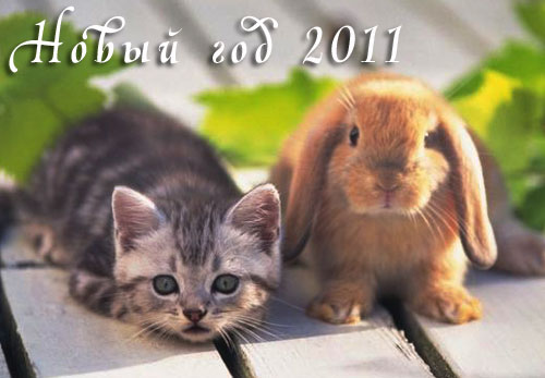 2011 год кота и кролика